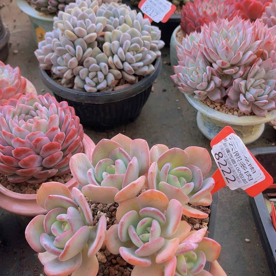 8222白月光。        多肉