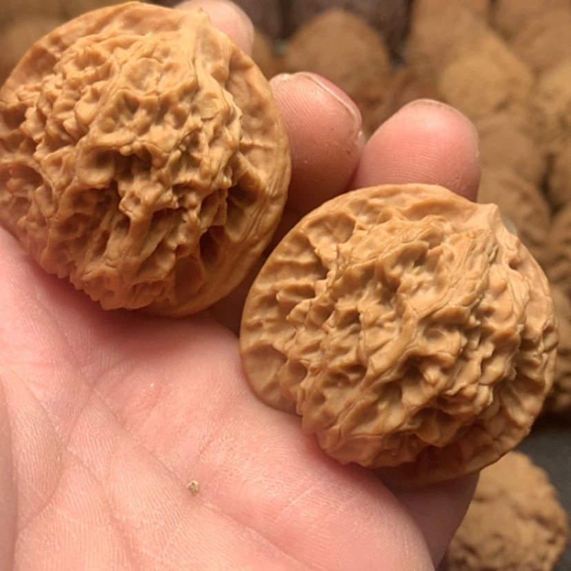 【闪购商品】二*子盘龙纹