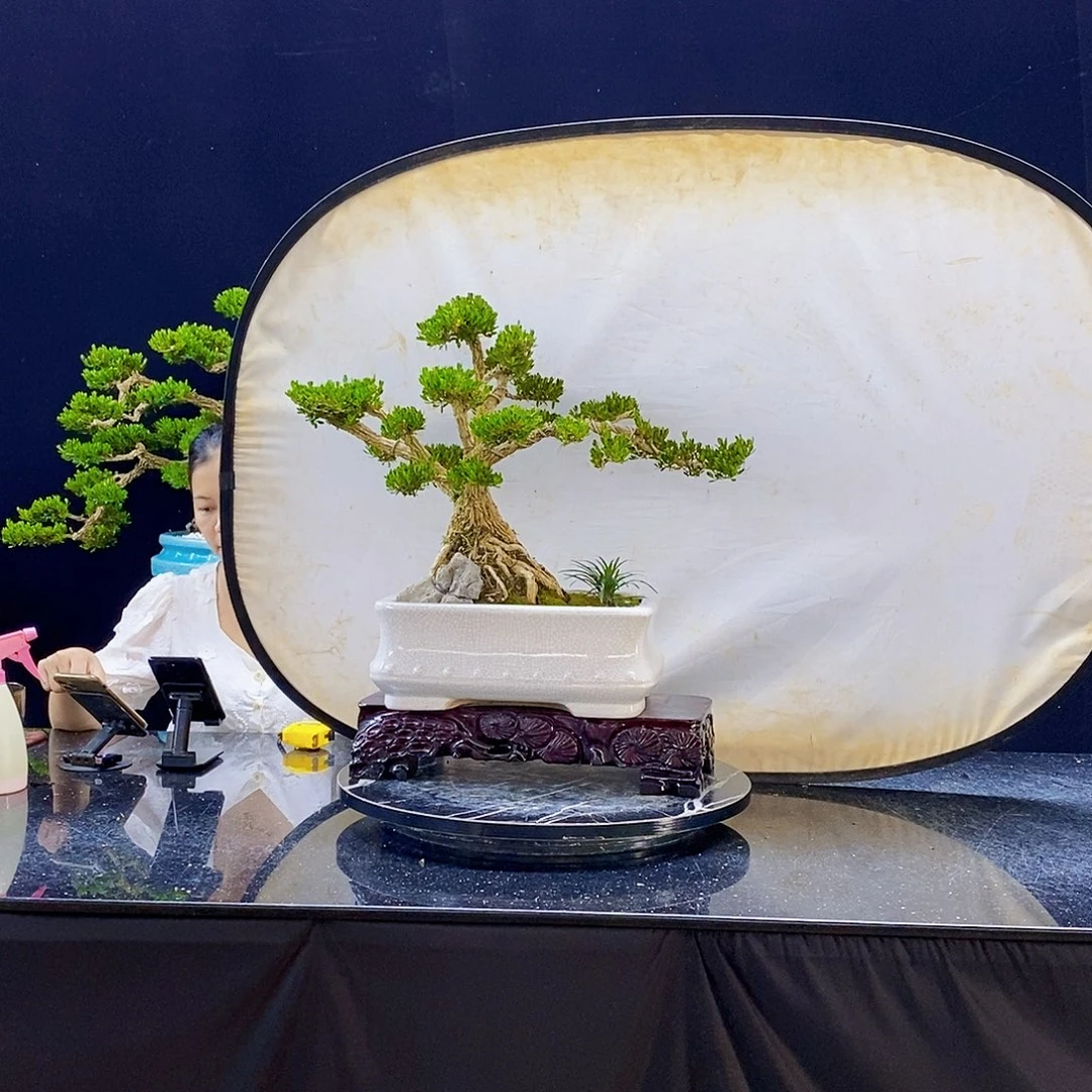 无花朵精品黄杨盆景