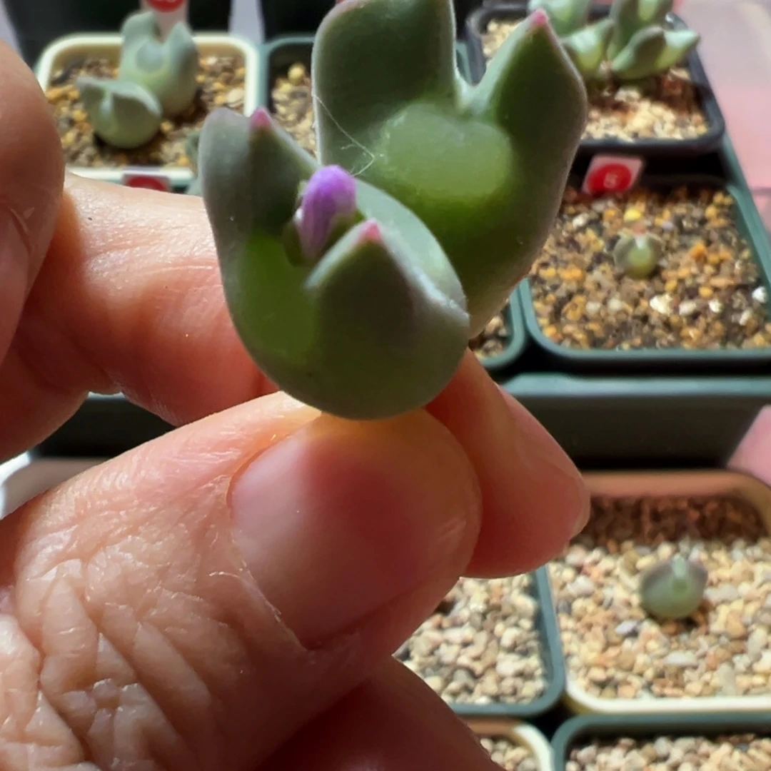 大眼睛肉锥，一物一拍