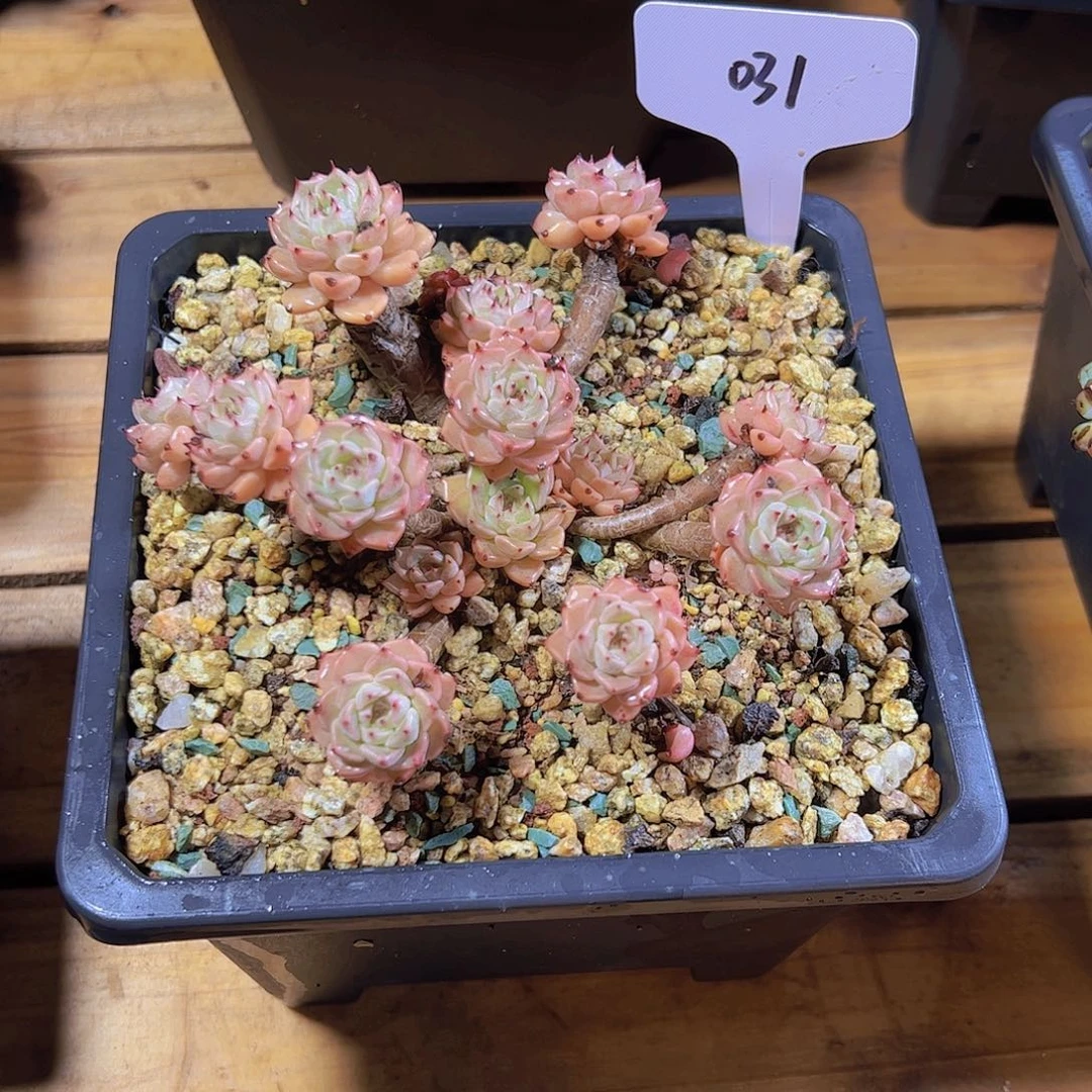 以*031沙罗姬牡丹68。。。。。