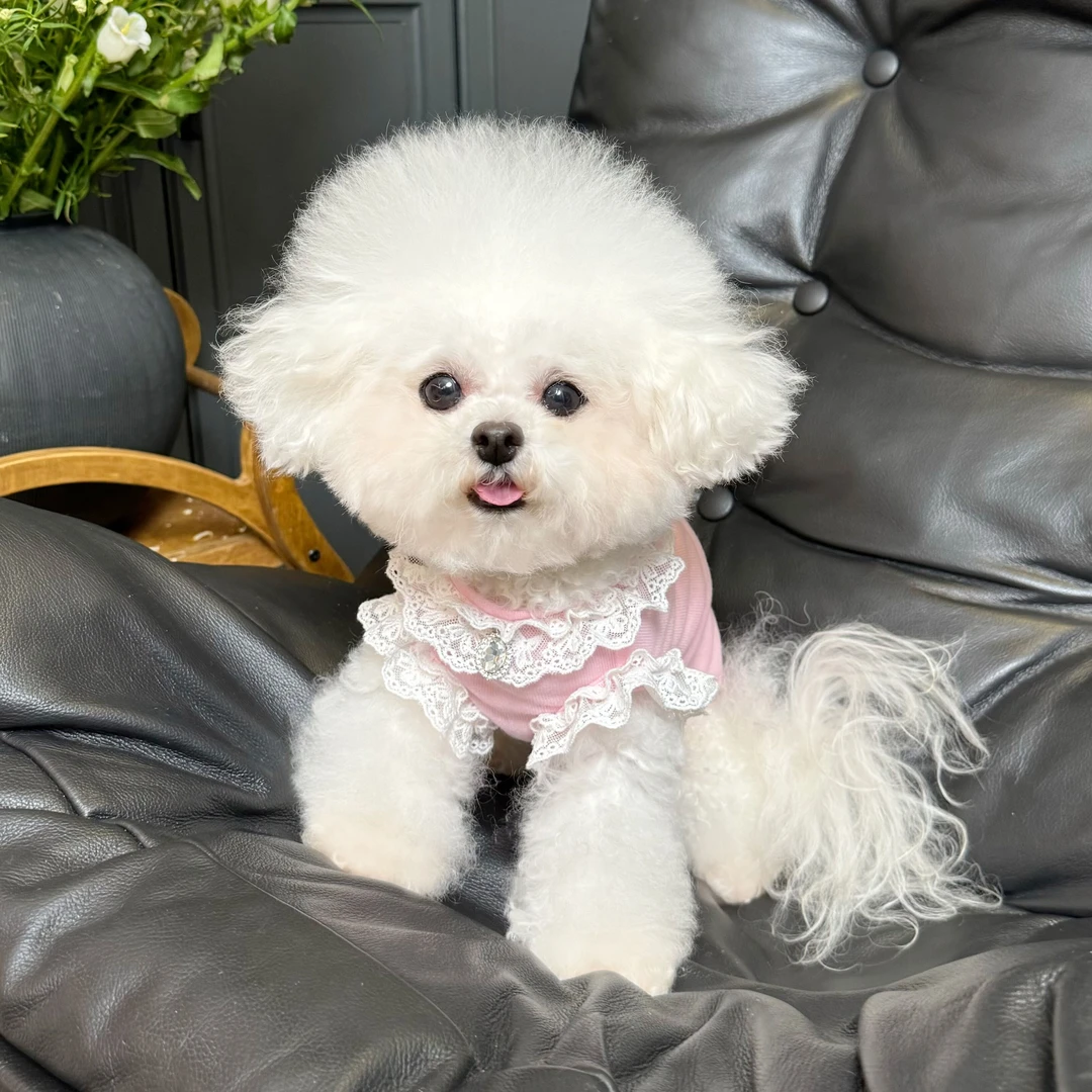 五只小白熊原创宠物衣服春夏新款蕾丝背心狗狗猫咪薄款空调防晒服