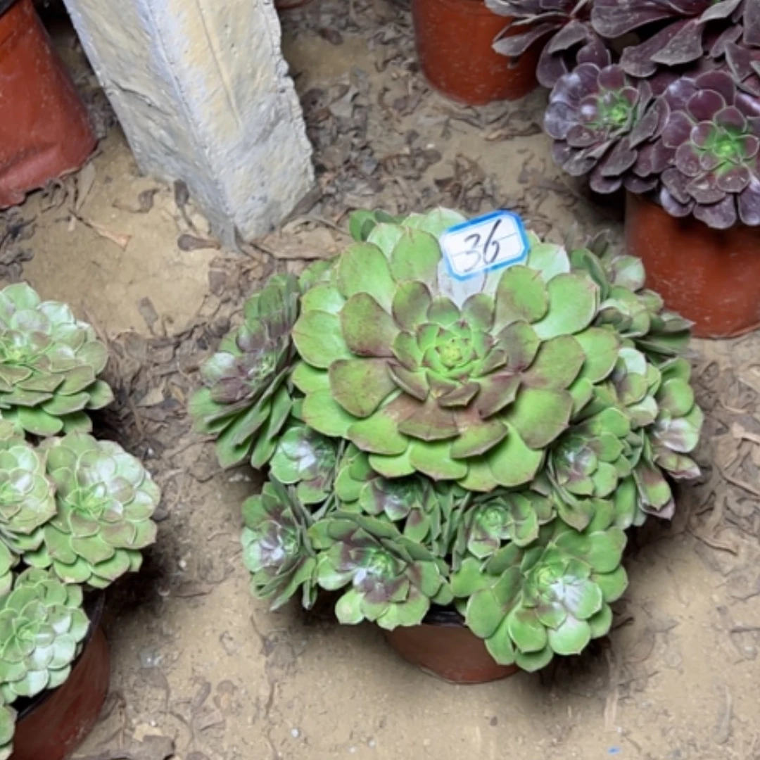 【闪购商品】万圣节36