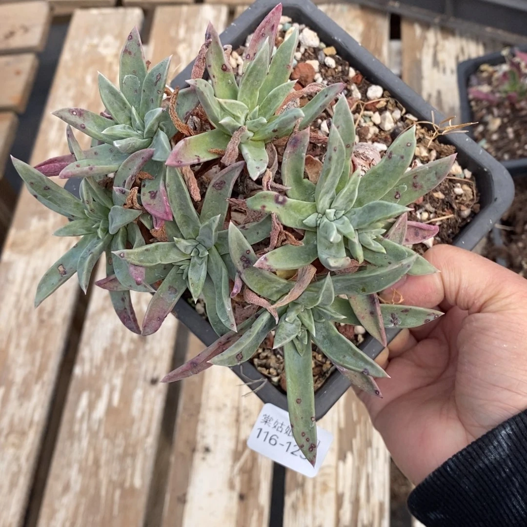 123号苹果叶小可爱