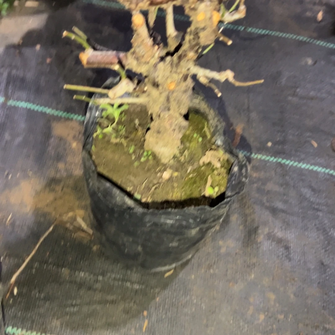 无花朵原生龙游白梅梅花