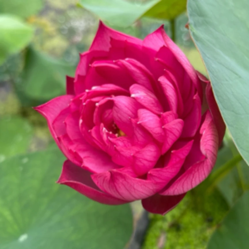 【无双姑娘】种藕小型红色重瓣碗莲盆栽荷花种藕包开花