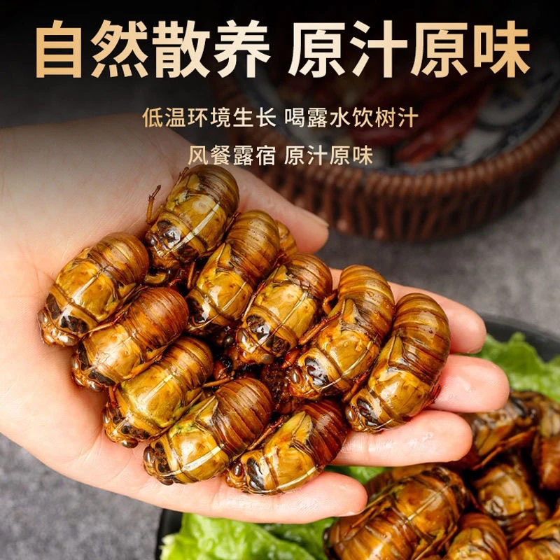 【顺丰冷链发货】2025年新金蝉新鲜当季知了猴鲜活速冻发货爬叉