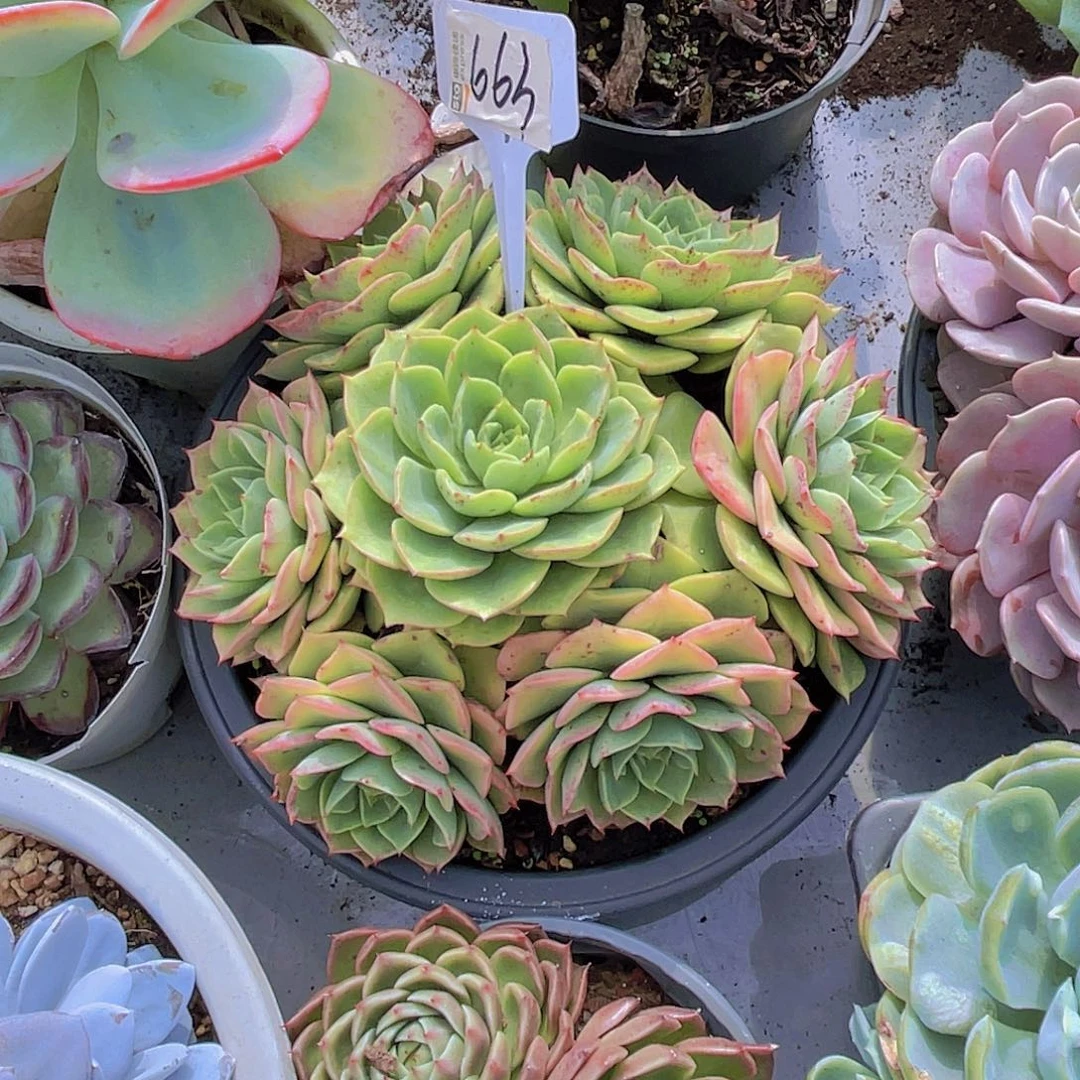 江****寄养钥匙不发货000663