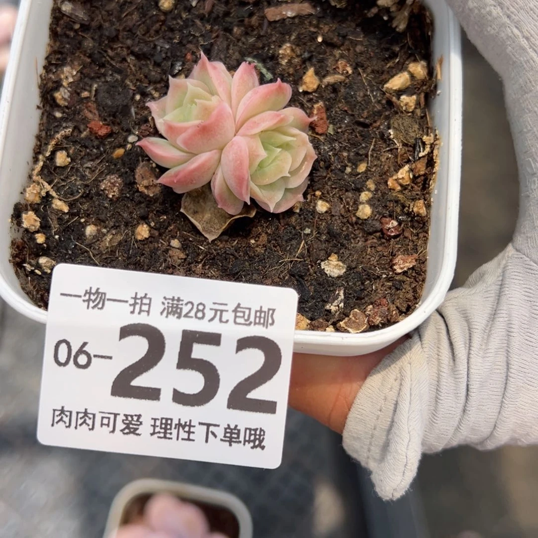 水晶虾饺多肉多肉多肉多肉多肉