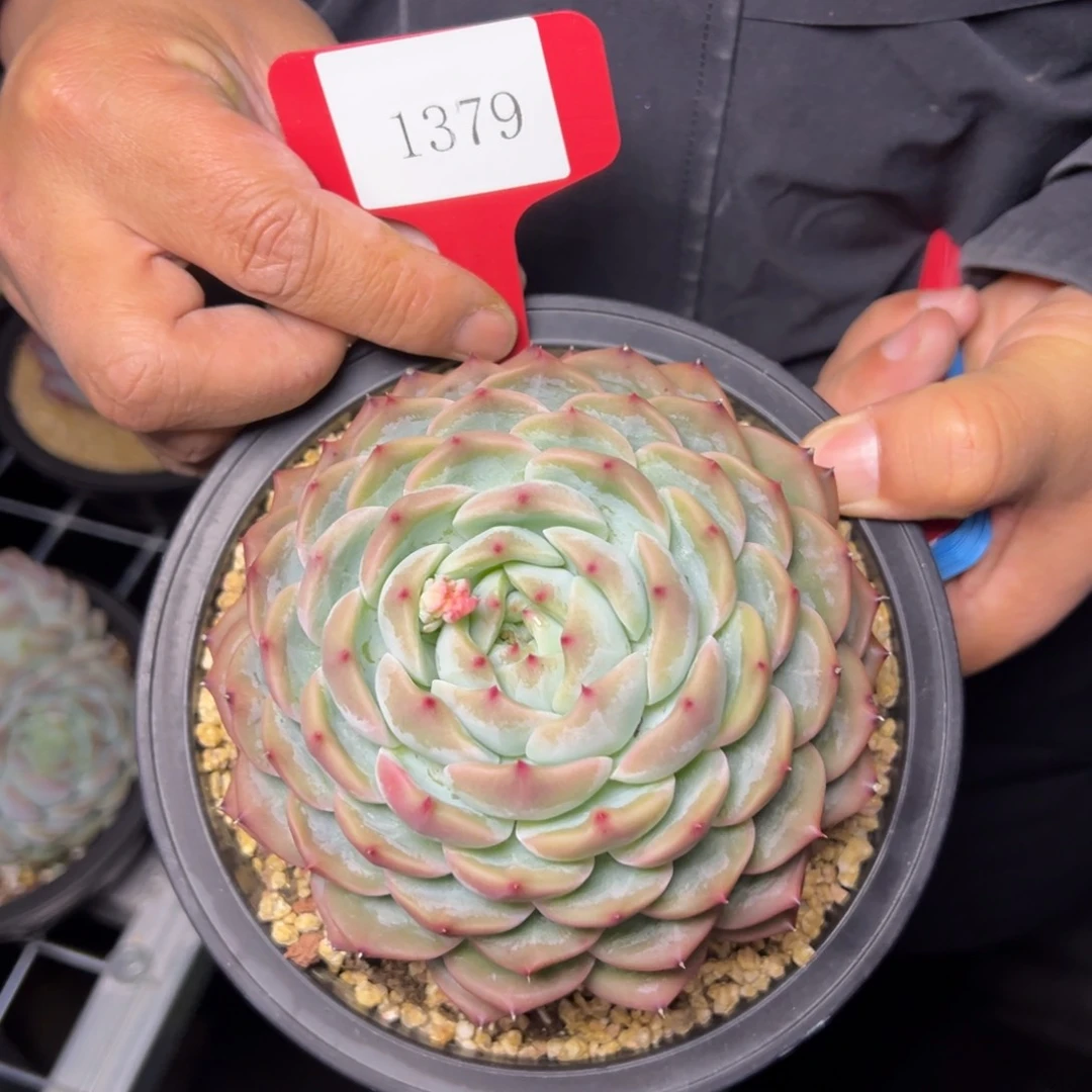 茉**妈1379肉多么多么多么肉