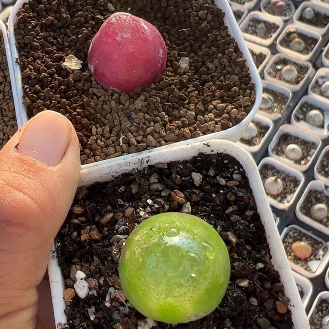 优***器36多肉植物百科植物