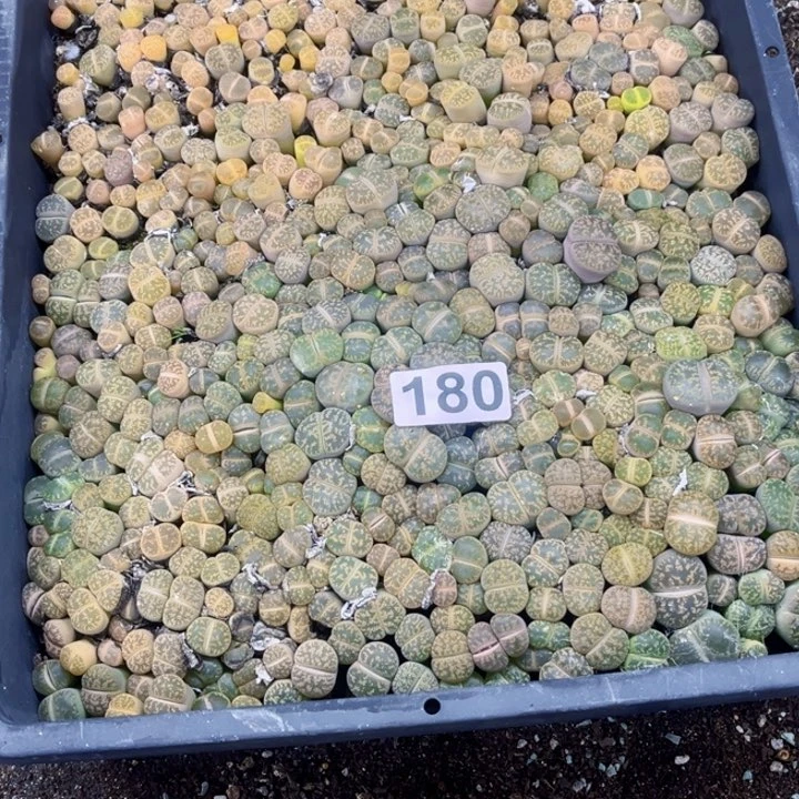 180 生石花一物一图如图