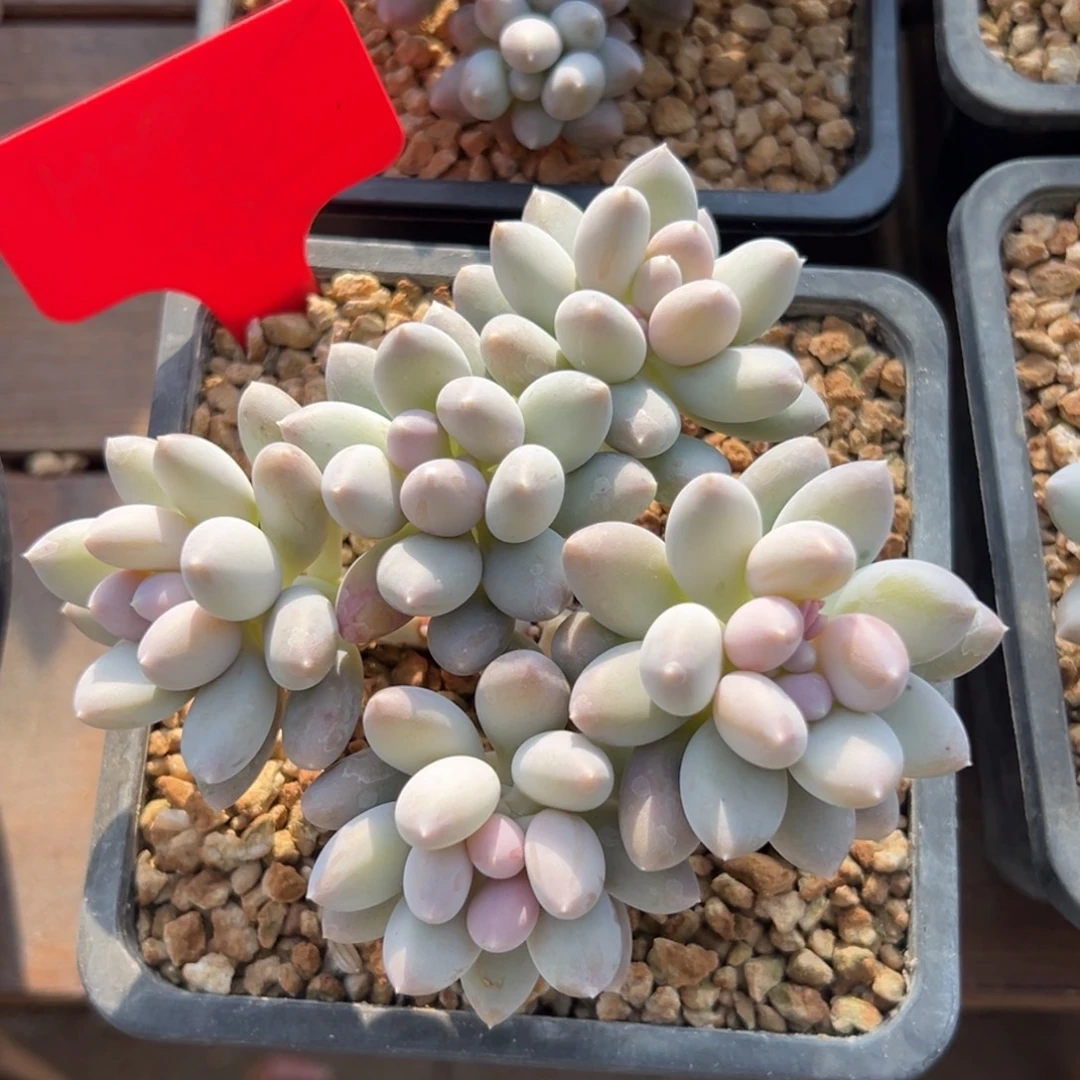 日月星辰11111111111111