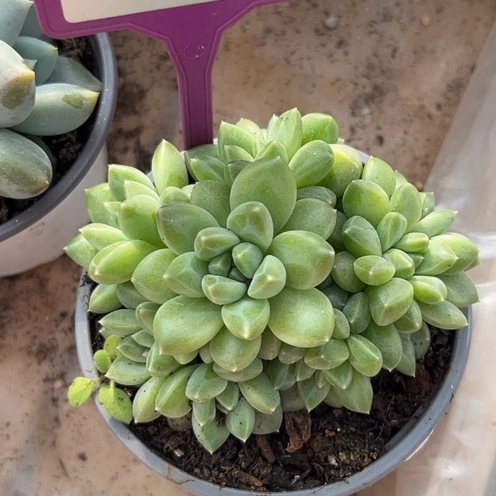 雨花石一物一拍831