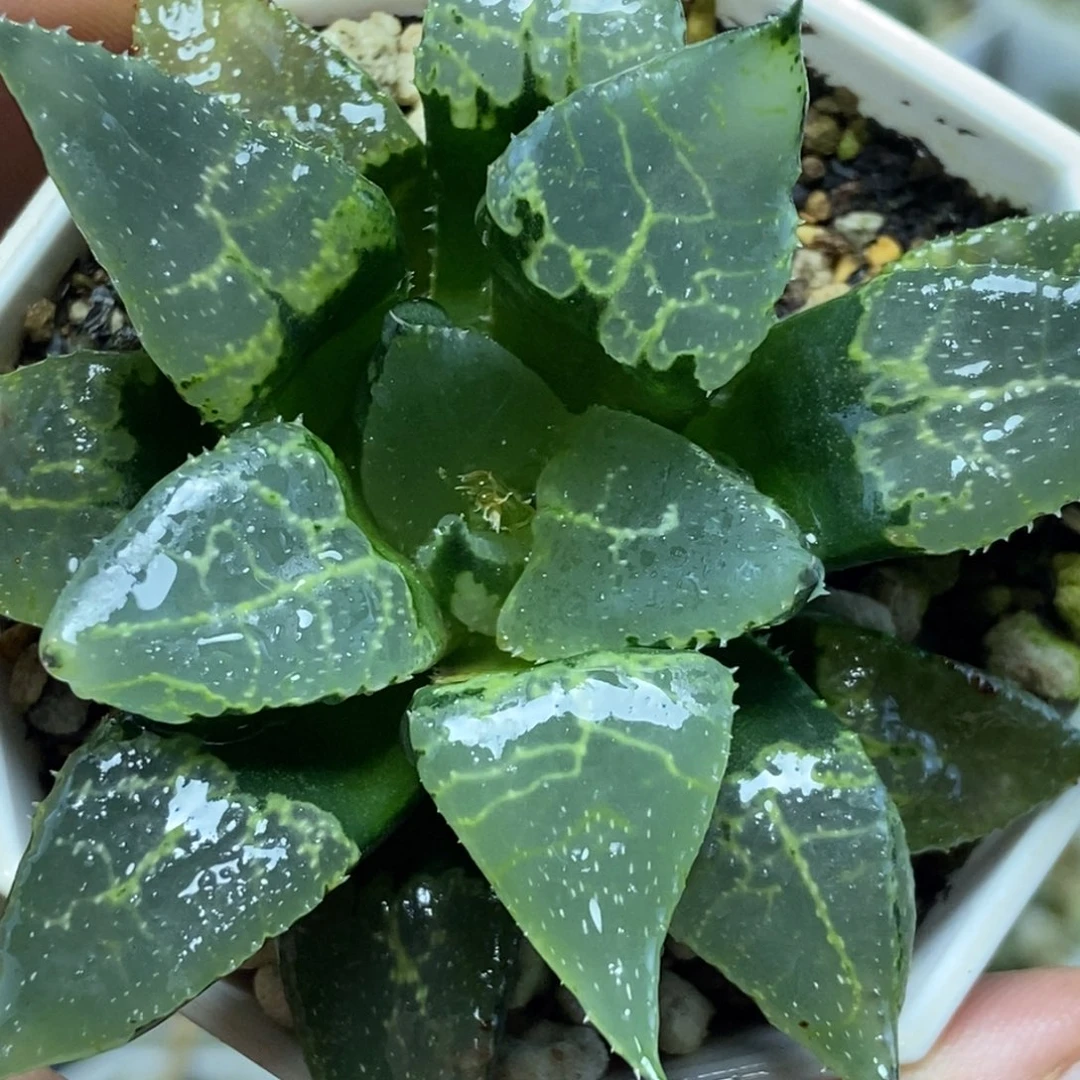 乱纹裹实生寿一物一拍