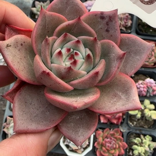 296火烈鸟多肉植物多