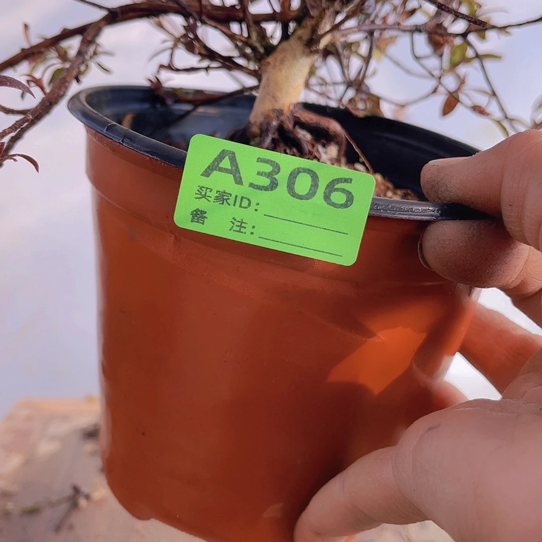 红陶直播时间一直一直