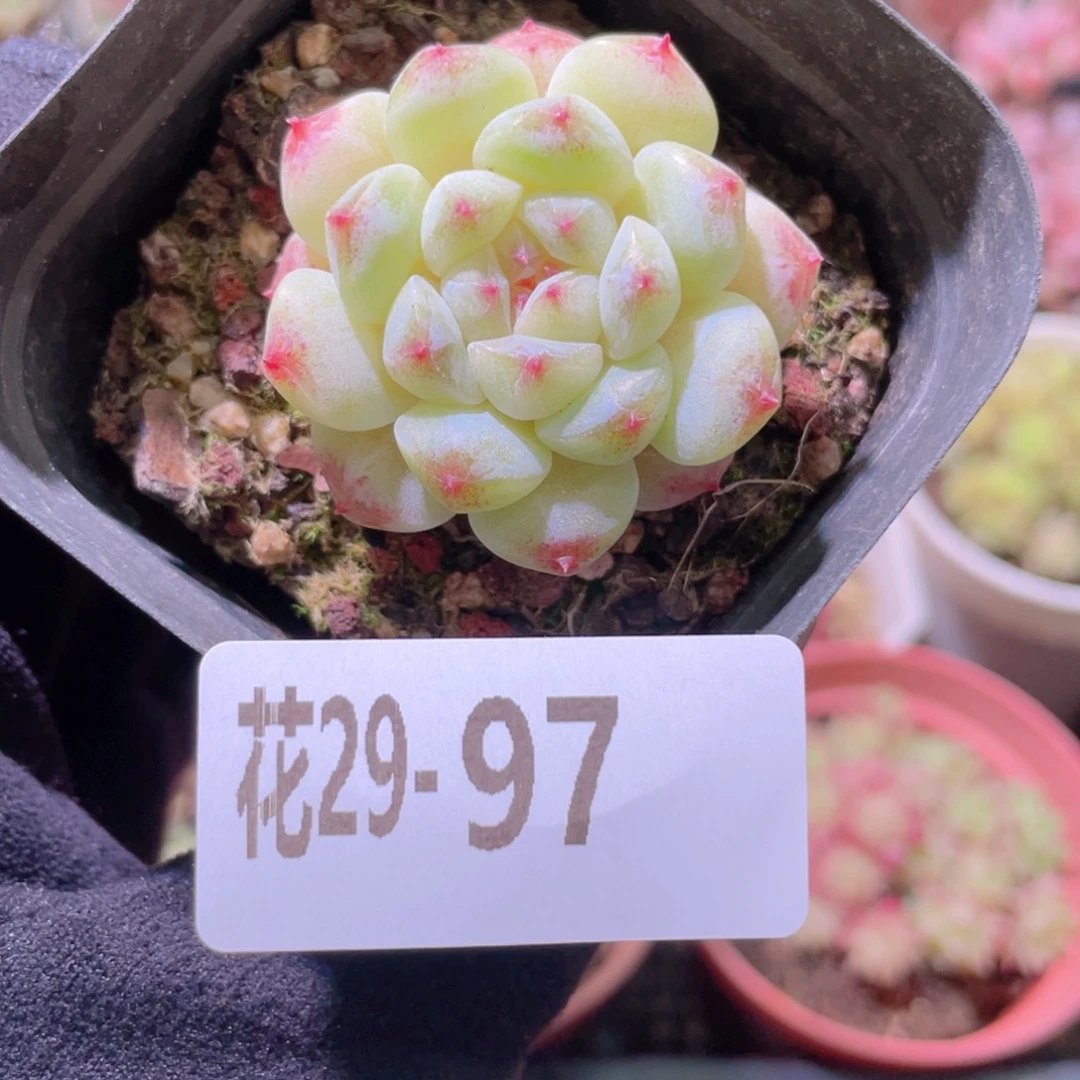 花利美29-97秘境冰魄