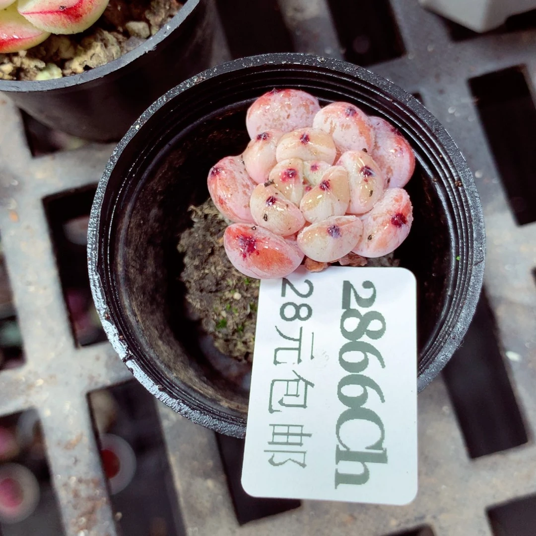 5厘米盆精控多肉2866