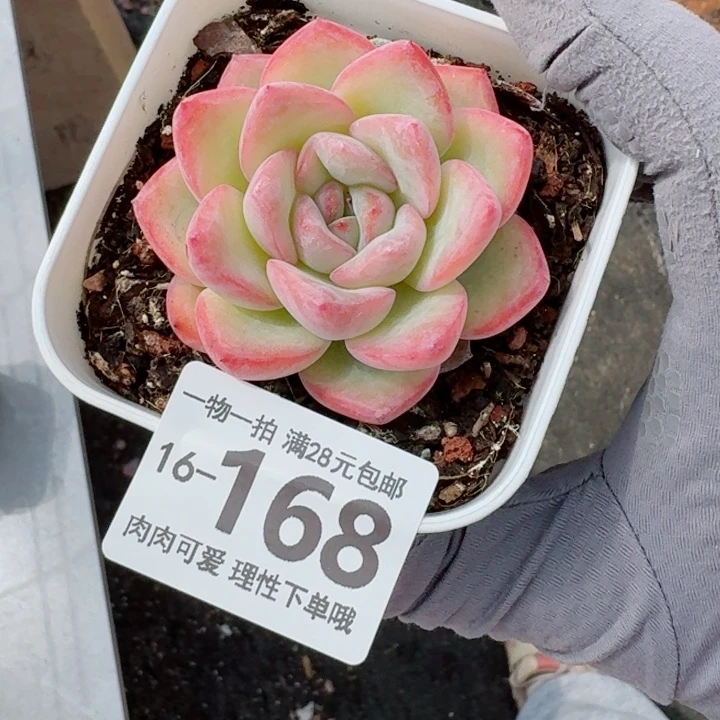 泡芙无盆土发货多肉多