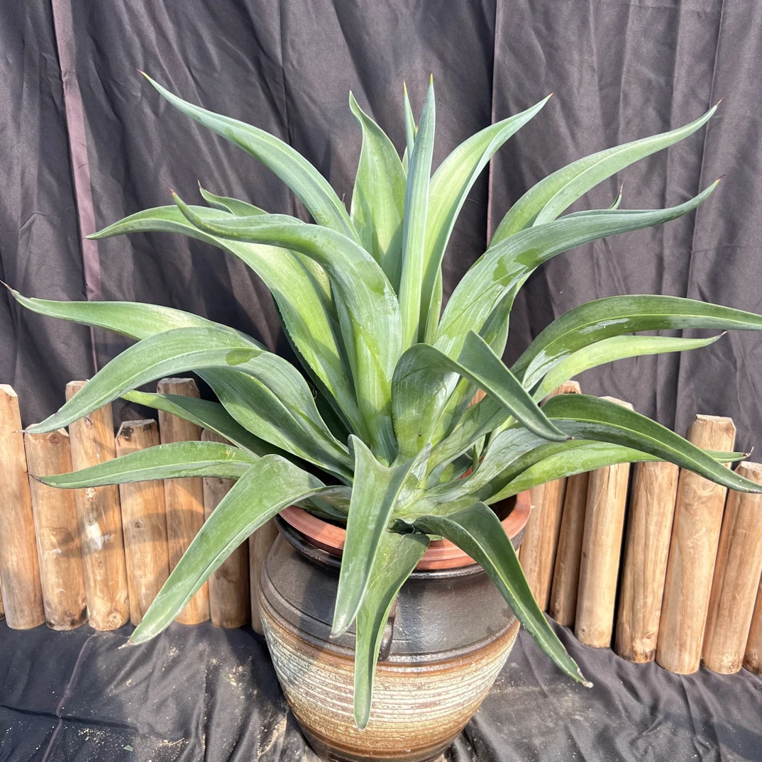 初绿翡翠盘龙舌兰多肉植物盆栽客厅庭院沙漠景观绿植造景脱土发货