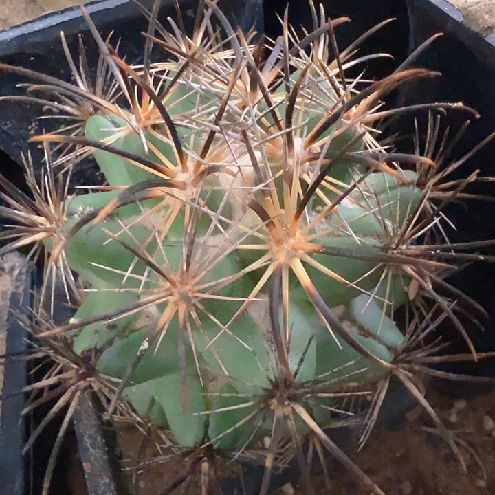 风舞。  自根。 有根。