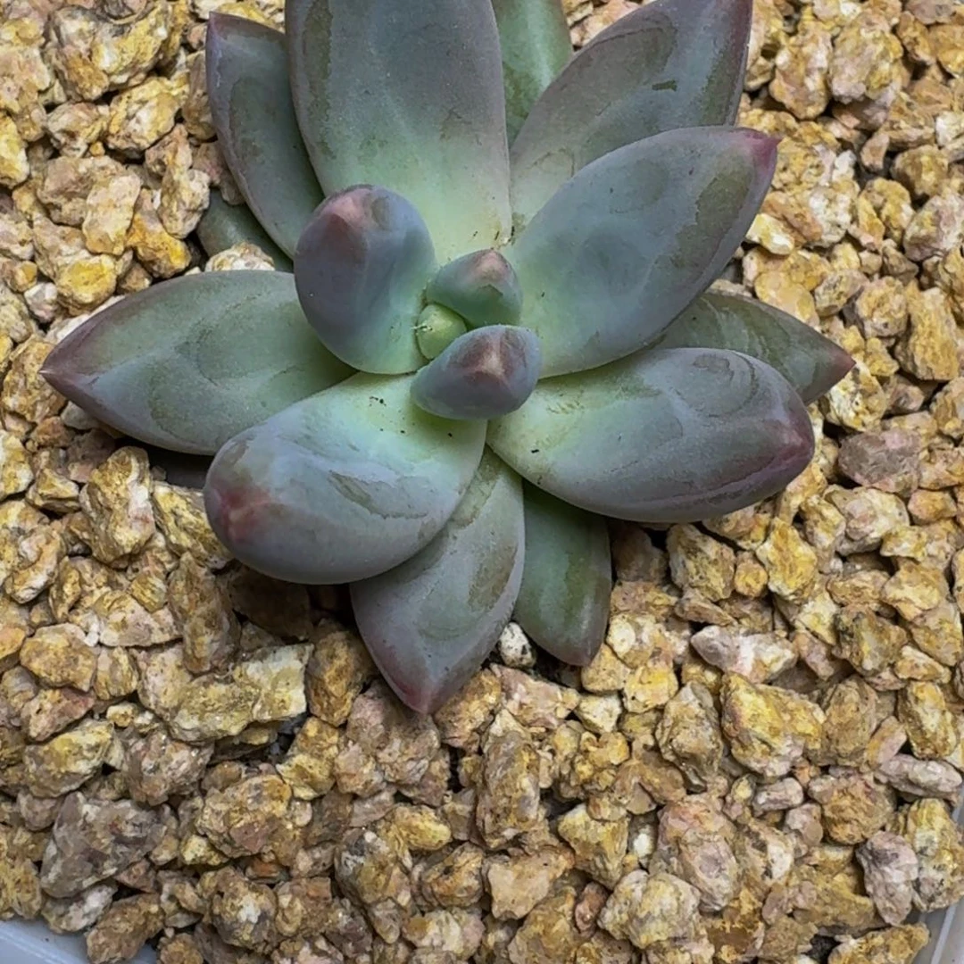 刘*新品暗纹美人寄养