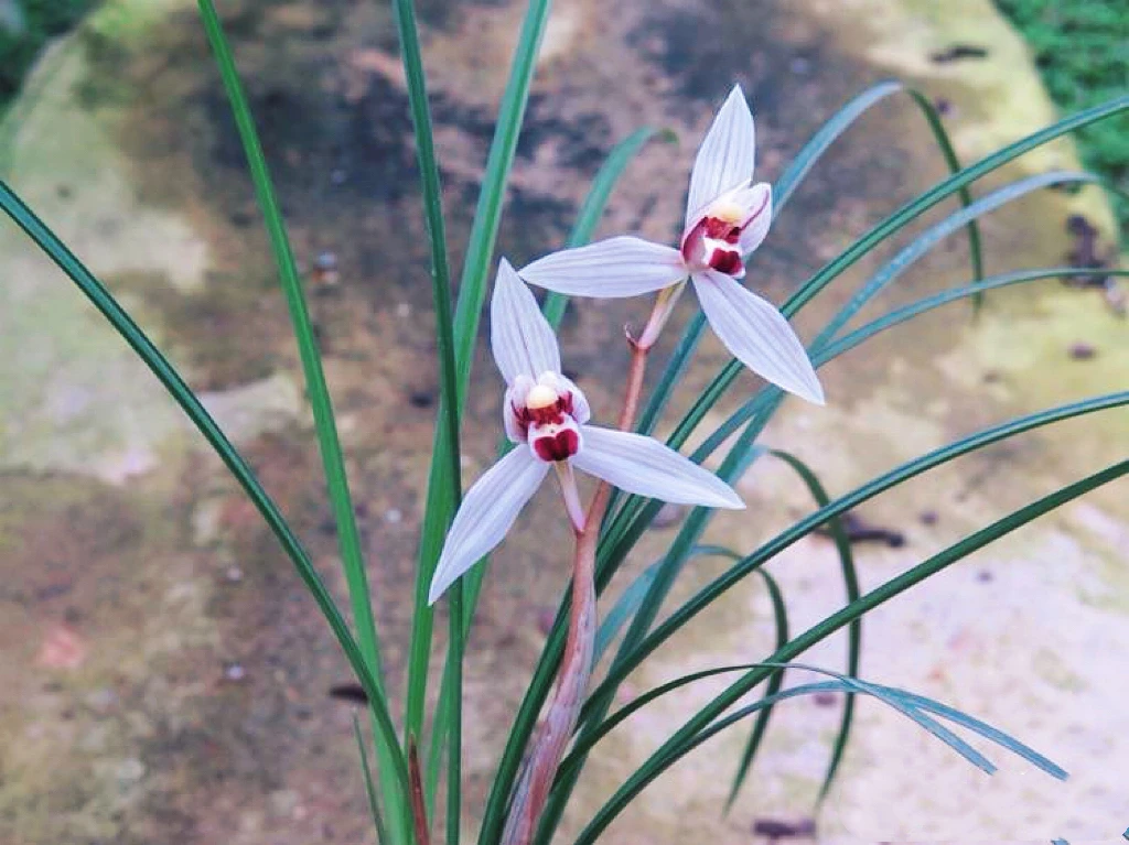 莲瓣荷型雪白花红心【雪里红】精品兰花品种