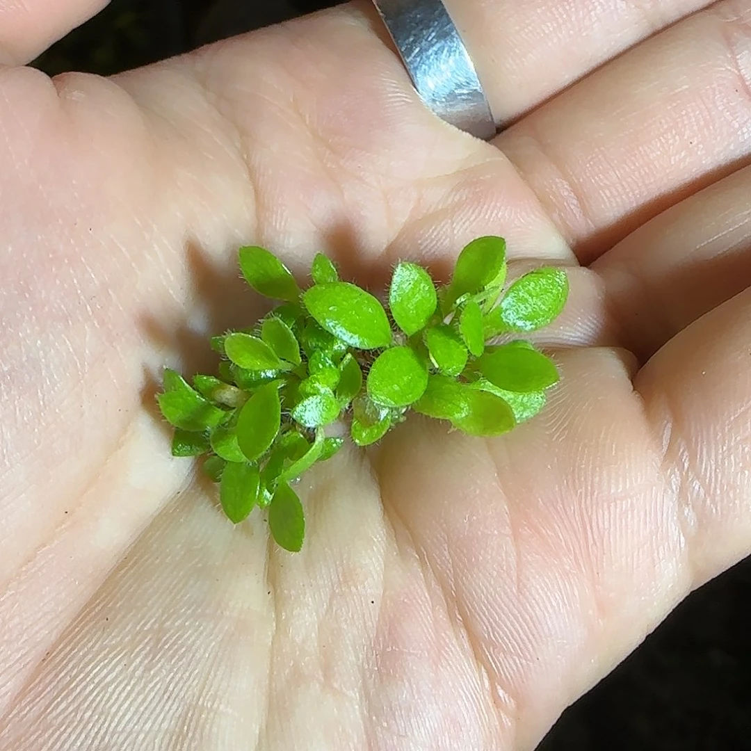 无花朵慎拍土瓶（不售后）