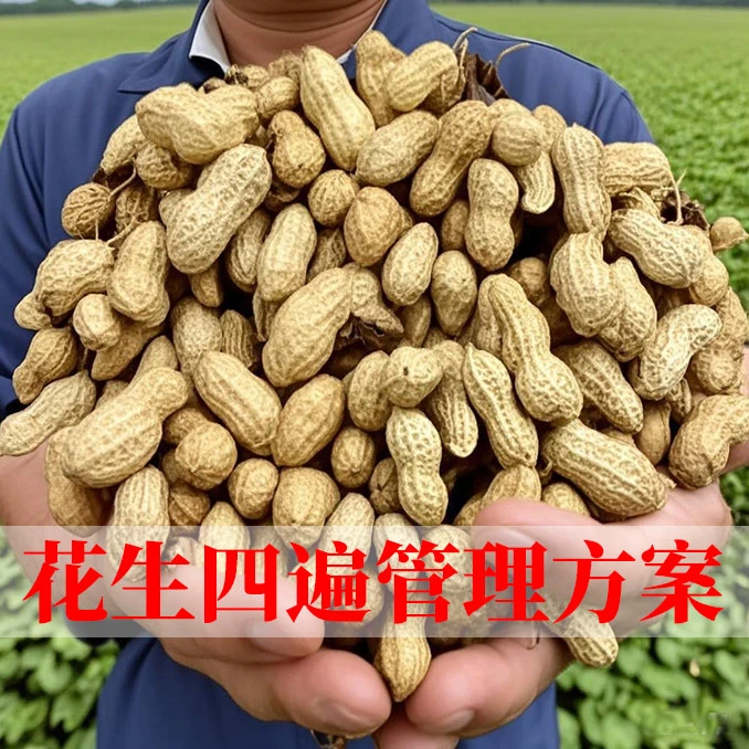 花生四遍管理方案水溶肥