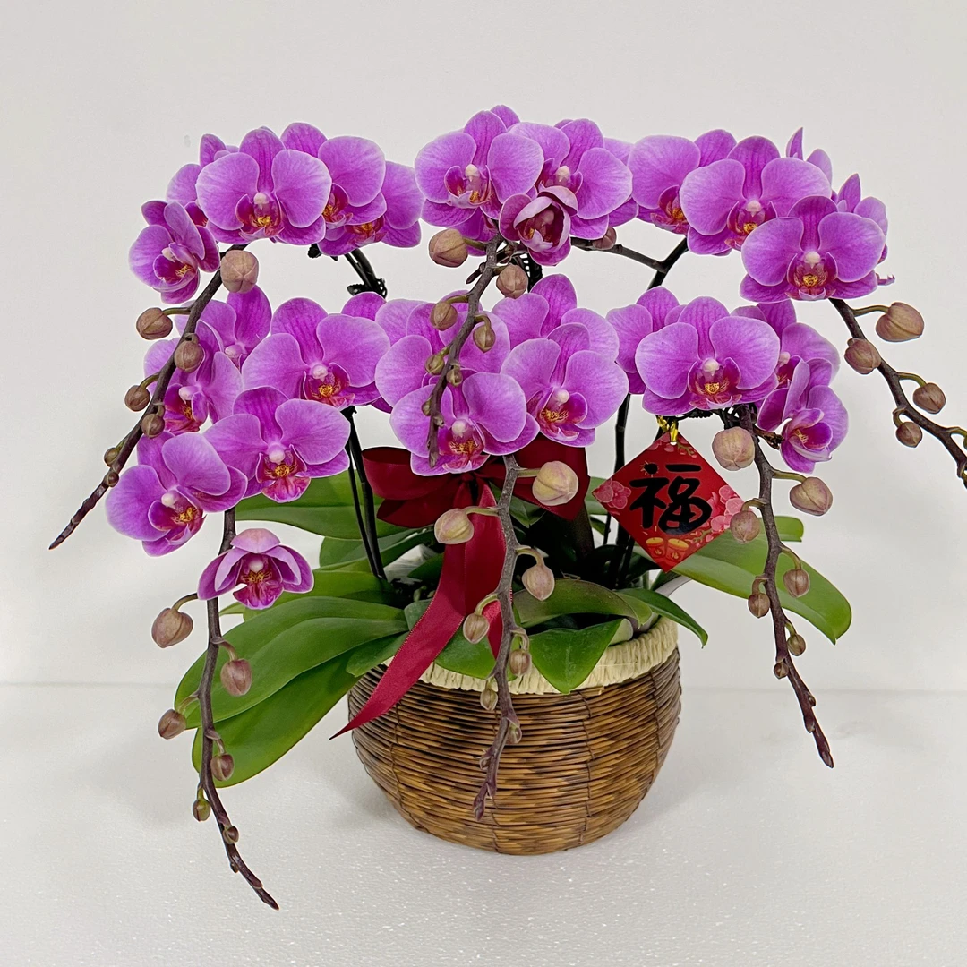 蝴蝶兰《紫霞仙子】年宵花 高端花卉 送礼乔迁 好养耐养碧绿爆根