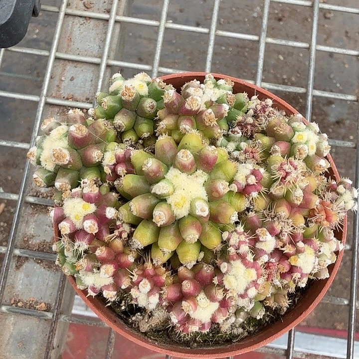 实生金虎泉9仙人球