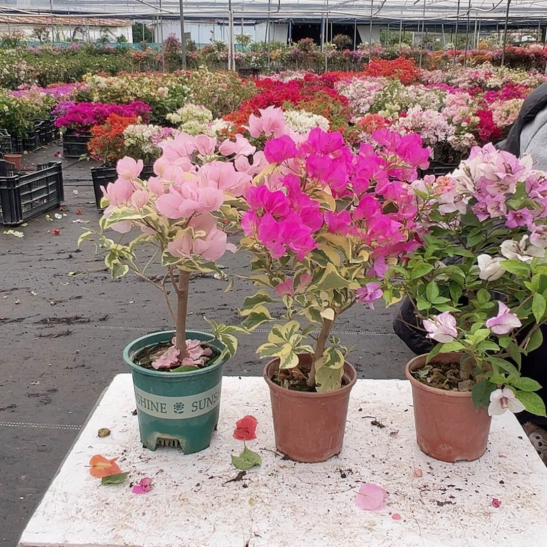 大部分花苞少量开放中国丽人，金边宫粉，雪紫组合