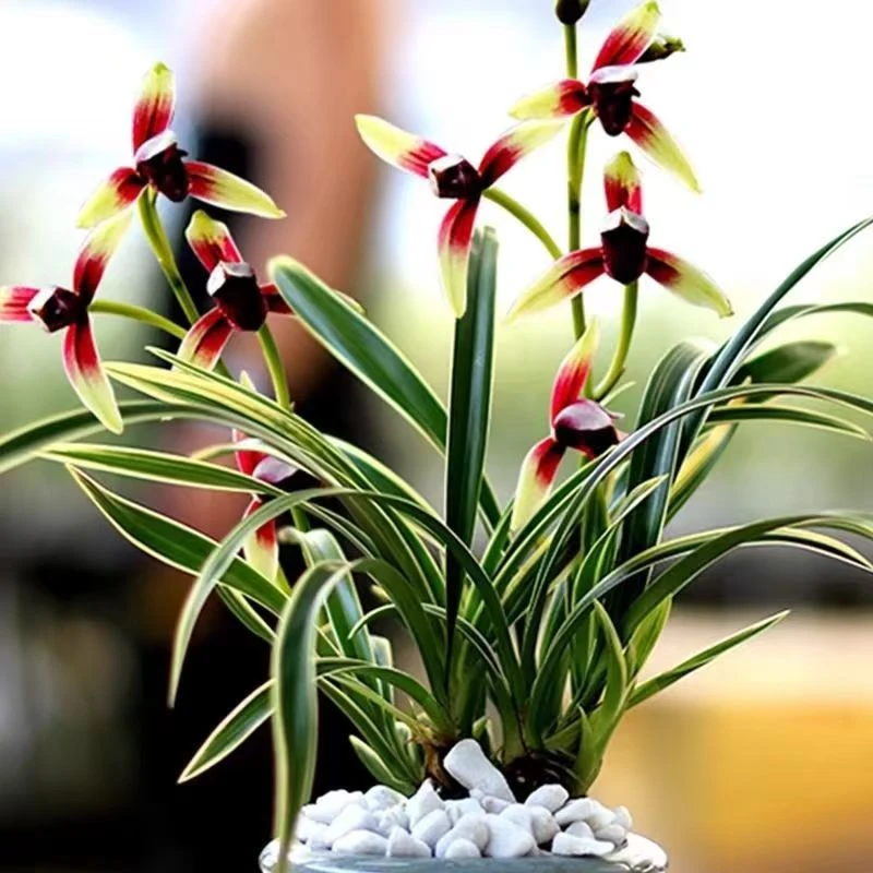 精品兰花【金樽红颜】花开  黄色素花