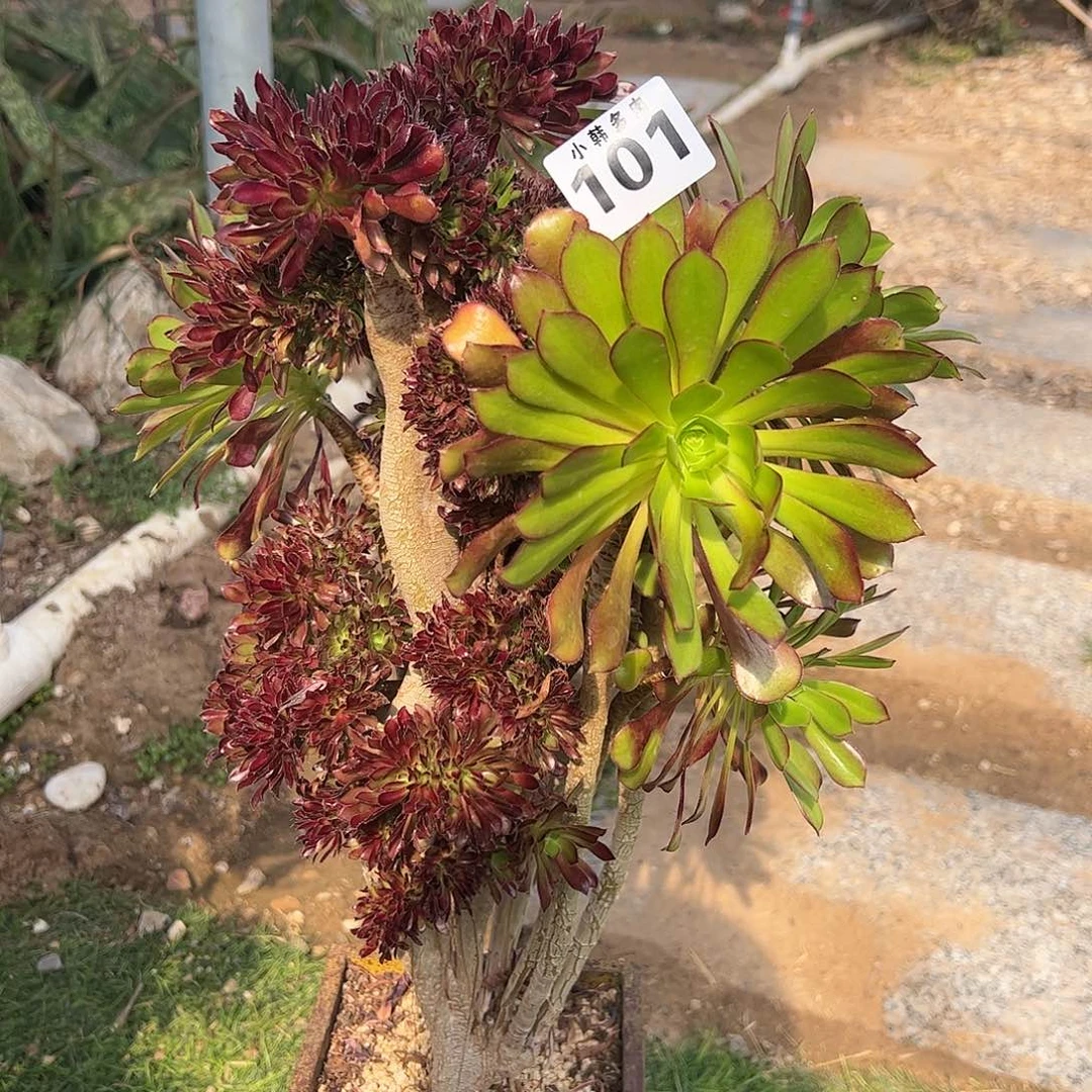 101黑法师缀化一颗