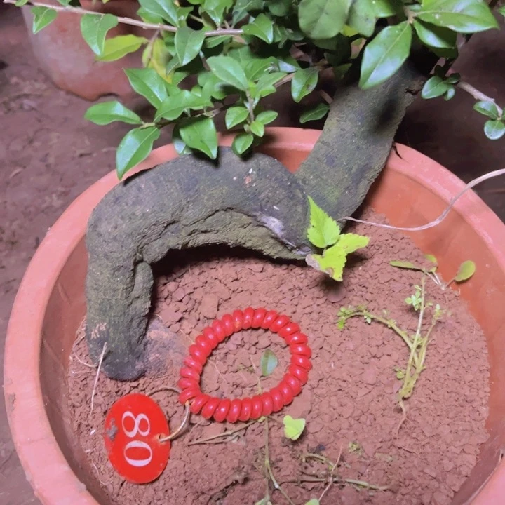 无花朵越*金弹子