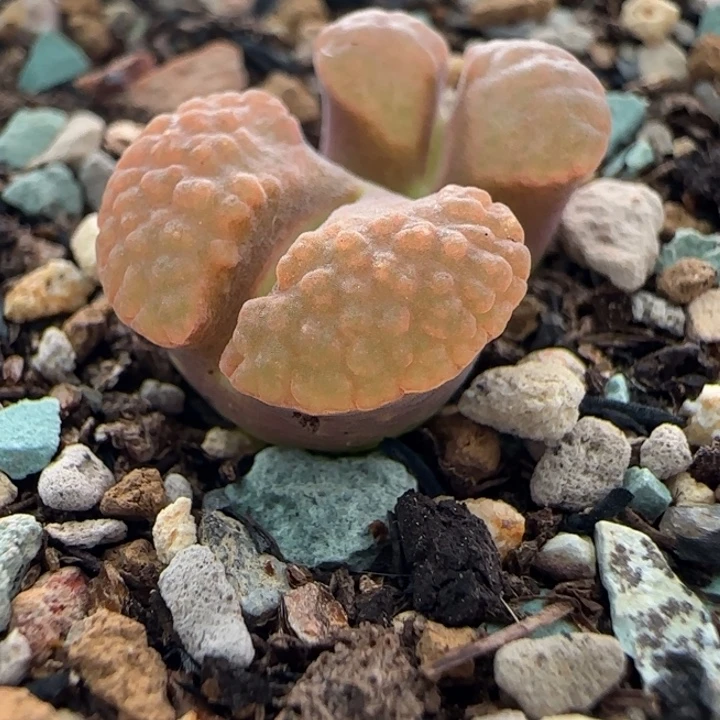 多肉植物紫云磁铁风铃4号