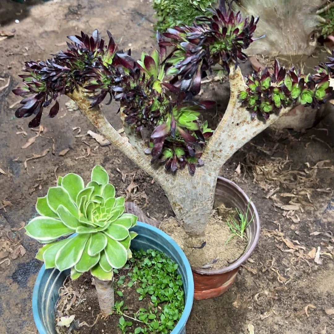 多201肉植物组合2个