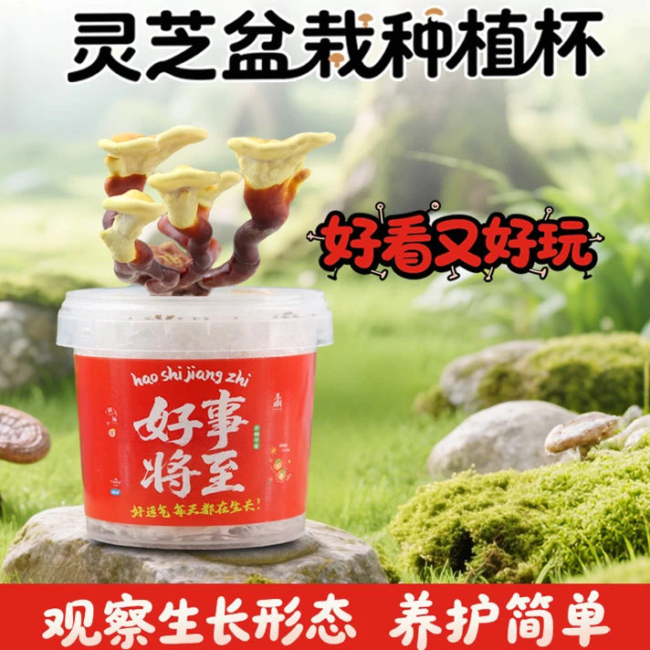 好运灵芝盆栽办公室阳台种植趣味好养灵芝种植杯灵芝亲手培育