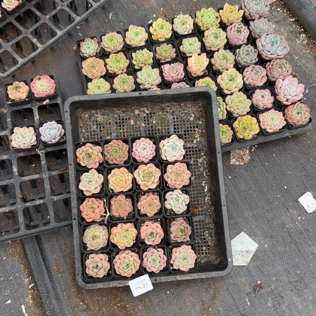 11-21珍妮二十颗连湖畔爱发货