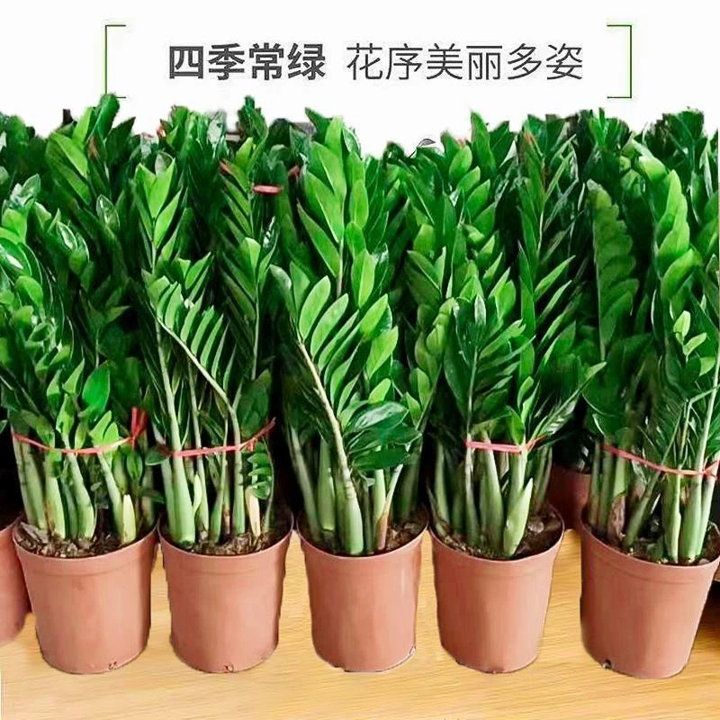 纹凝金钱树盆栽 室内客厅办公桌绿化 招财植物 多种高度可选