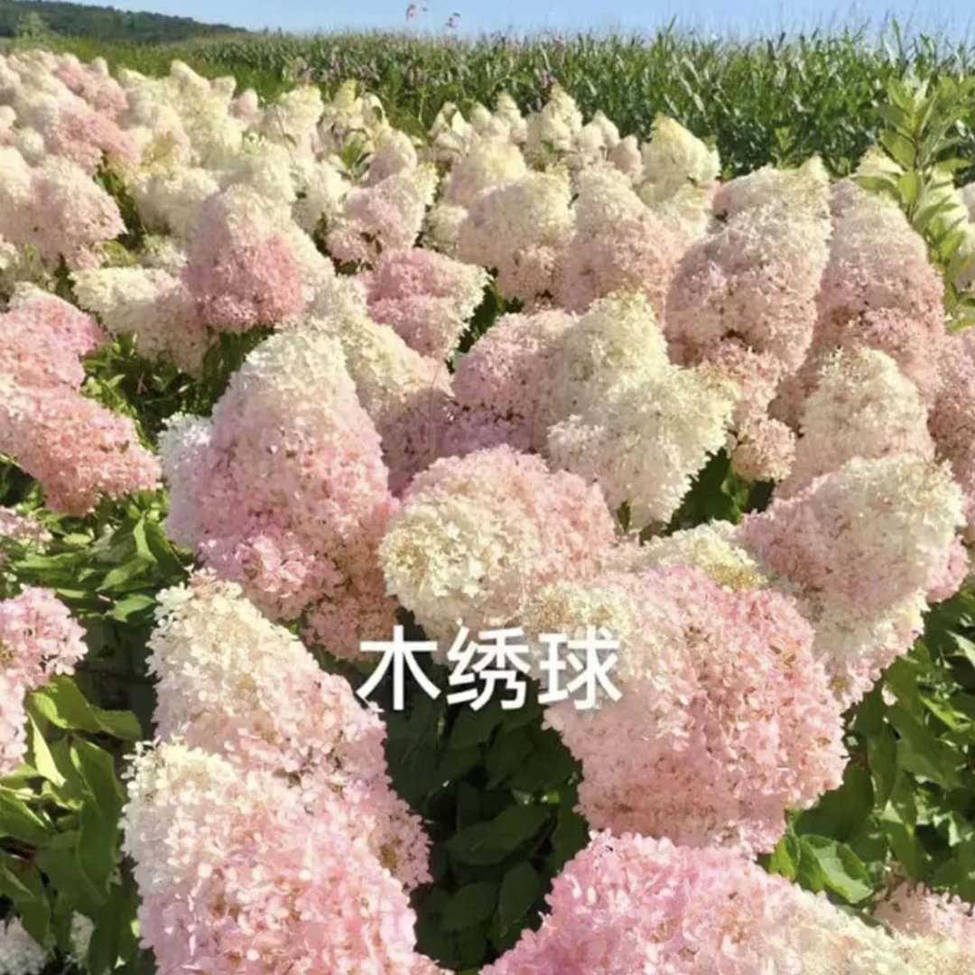 耐寒大花圆锥绣球3颗