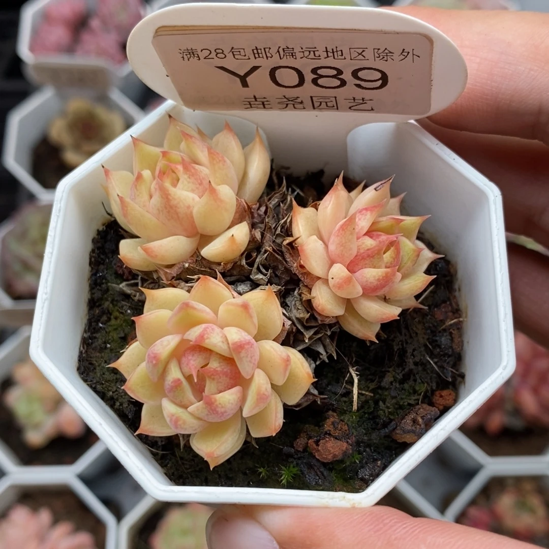 0089 苯巴蒂斯 5cm