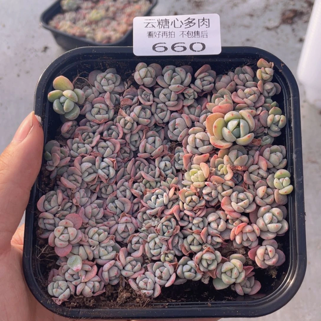 云糖心多肉植物660