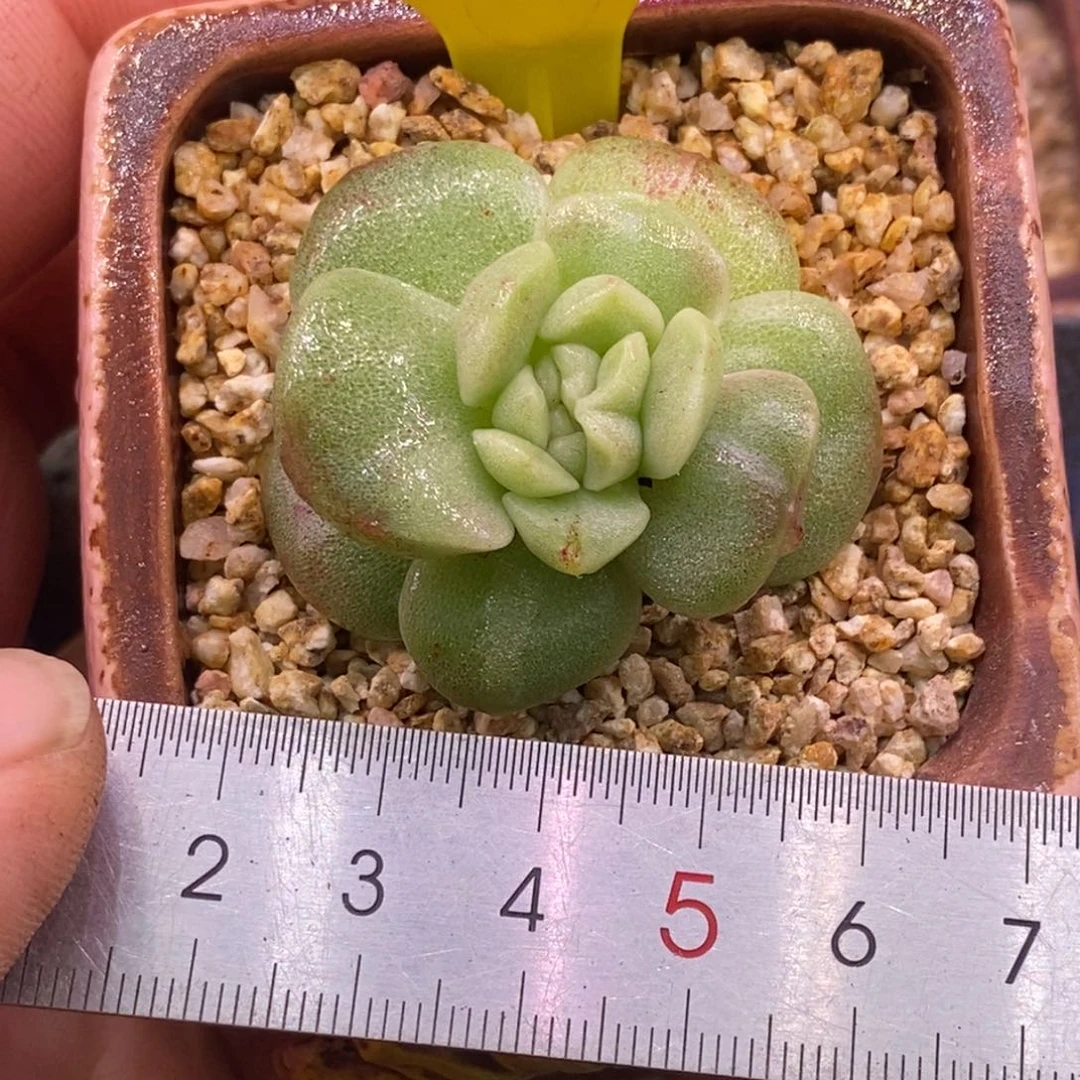 4108冰玉锦变异心拉丝