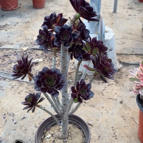 黑豆51多肉植物法师