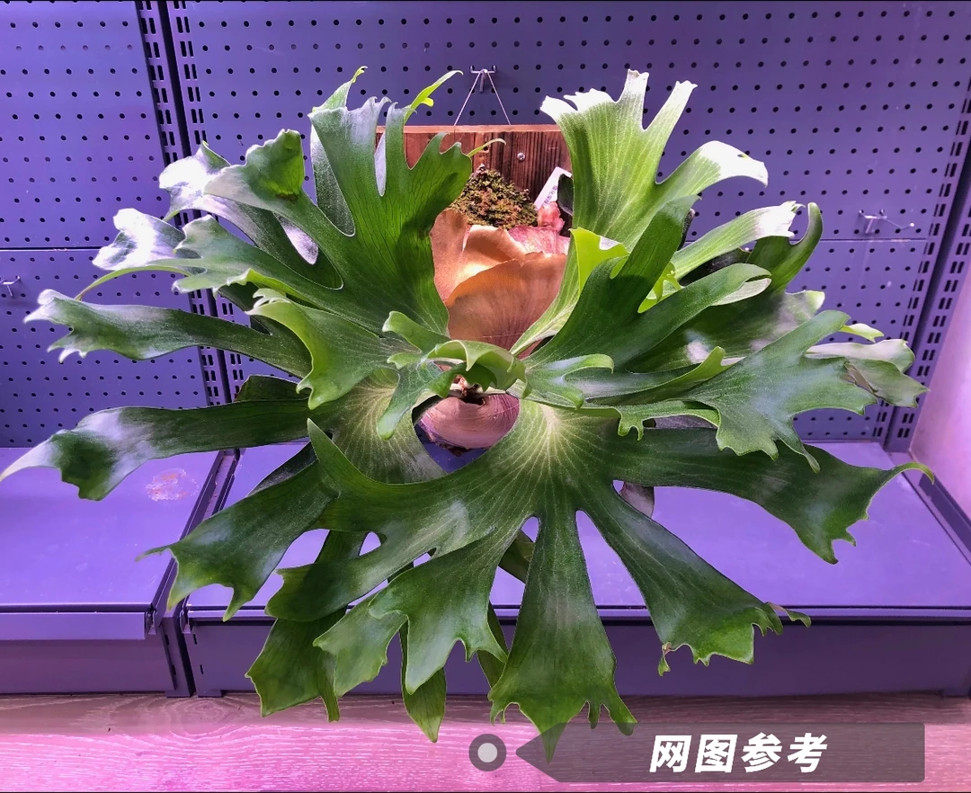 深绿mio鹿角蕨孢播苗