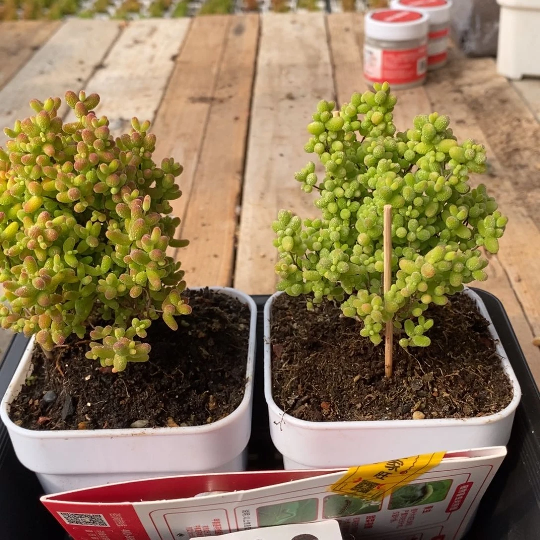 枝干番杏多肉植物532