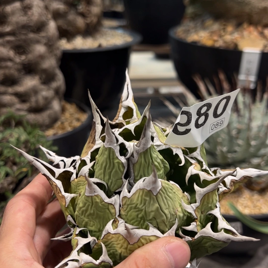 阿***燁89龙舌兰植物脱土发货