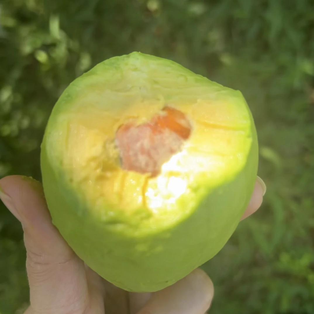 西双版纳树熟牛油果现场挑选